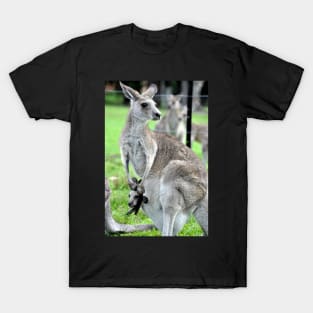 Australie - Newcastle, Kangourou T-Shirt